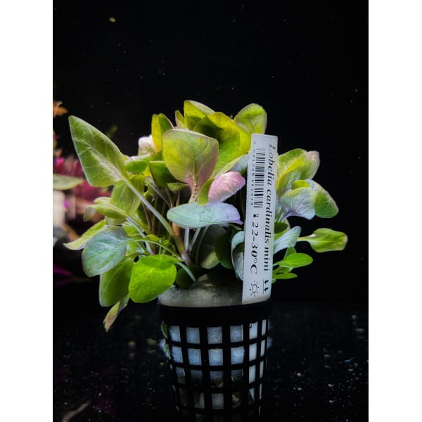 Lobelia cardinalis mini koszyk xxl roślina do akwarium
